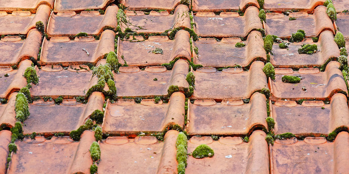 demoussage-toiture 3