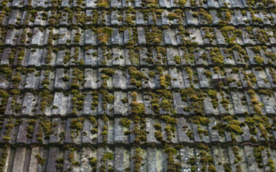 Quelle est la meilleure période pour un démoussage de toiture à Royan ?