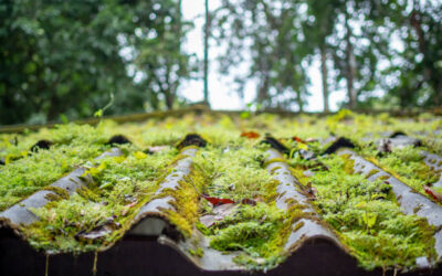Les avantages d’un démoussage de toiture à Royan