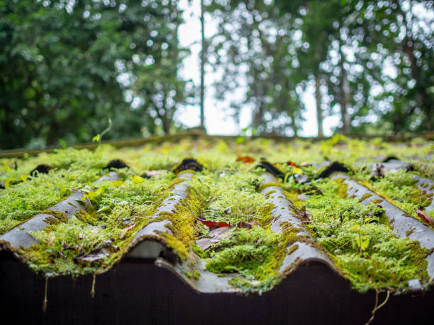 Les avantages d’un démoussage de toiture à Royan