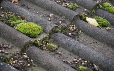 Un démoussage de toiture à Royan est-il vraiment nécessaire ?