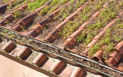 Démoussage de toiture à Royan : Faut-il appliquer un traitement hydrofuge après un démoussage à Royan ?