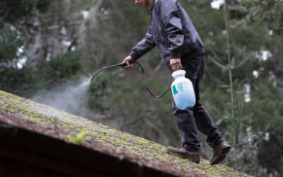Pourquoi faire un démoussage de toiture à Royan ?