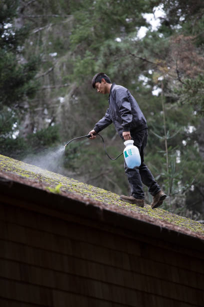 Pourquoi faire un démoussage de toiture à Royan ?